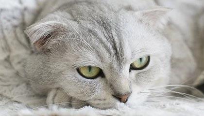 开云体育下载入口：开启极致体育体验的新入口